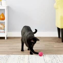 Pet Qwerks Babble Ball Kitten Toy With Catnip -Pet Supplies Store 102237 PT3. AC SS1800 V1589901130