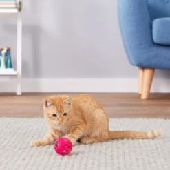 Pet Qwerks Babble Ball Kitten Toy With Catnip -Pet Supplies Store 102237 PT4. AC SS1800 V1589901135