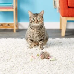 SmartyKat Bouncy Mouse Interactive Teaser Cat Toy, Color Varies 13 SmartyKat Bouncy Mouse Interactive Teaser Cat Toy, Color Varies -Pet Supplies Store 102747 PT5. AC SS1800 V1527257309