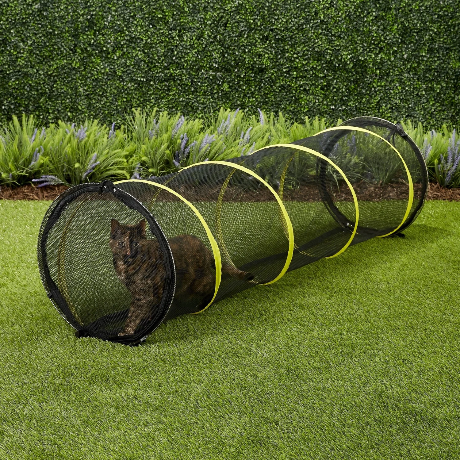 Outback Jack Fun Run Cat Tunnel 2 Outback Jack Fun Run Cat Tunnel