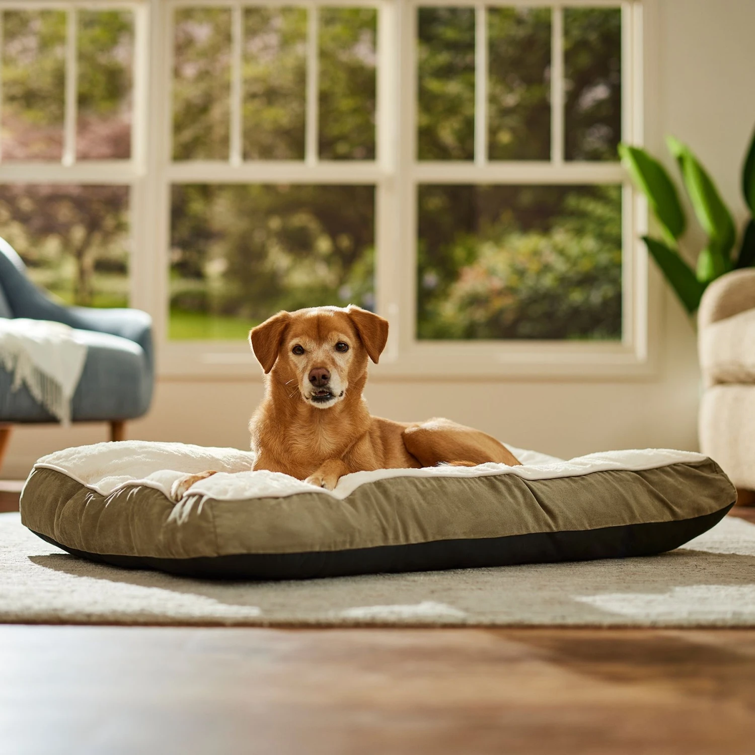 Frisco Pillow Dog Bed W/ Removeable Cover 3 Frisco Pillow Dog Bed W/ Removeable Cover