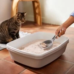 Frisco Natural Unscented Clumping Grass Cat Litter 13 Frisco Natural Unscented Clumping Grass Cat Litter -Pet Supplies Store 132396 PT4. AC SS1800 V1659023512