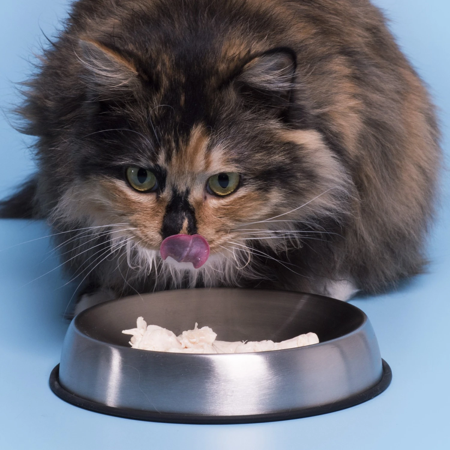 Dr. Catsby's Whisker Relief Non-Skid Stainless Steel Cat Bowl, 1.5-cup 6 Dr. Catsby's Whisker Relief Non-Skid Stainless Steel Cat Bowl, 1.5-cup - Image 4