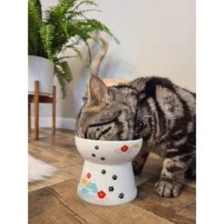 Necoichi Raised Cat Food Bowl, Fuji 15 Necoichi Raised Cat Food Bowl, Fuji -Pet Supplies Store 138931 PT5. AC SS1800 V1649353303