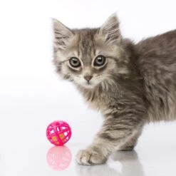 Hartz Just For Cats Toy Variety Pack, 13 Count 13 Hartz Just For Cats Toy Variety Pack, 13 Count -Pet Supplies Store 139111 PT3. AC SS1800 V1589230986