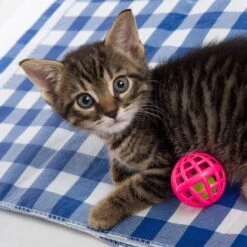 Hartz Just For Cats Toy Variety Pack, 13 Count 15 Hartz Just For Cats Toy Variety Pack, 13 Count -Pet Supplies Store 139111 PT5. AC SS1800 V1589230999