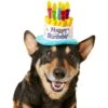Frisco Birthday Cake Dog & Cat Hat 2 Frisco Birthday Cake Dog & Cat Hat -Pet Supplies Store 139518 MAIN. AC SS1800 V1540401491