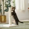 Frisco 21-in Sisal Cat Scratching Post With Toy 1 Frisco 21-in Sisal Cat Scratching Post With Toy -Pet Supplies Store 140149 MAIN. AC SS1800 V1665765071