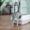 Frisco Open Top Cat Litter Box With Rim, Large -Pet Supplies Store 141378 MAIN. AC SS1800 V1675279581
