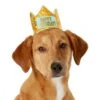 Frisco Happy Birthday Dog & Cat Crown -Pet Supplies Store 153665 MAIN. AC SS1800 V1551230974