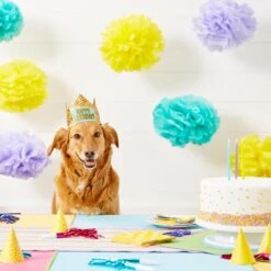 Frisco Happy Birthday Dog & Cat Crown 13 Frisco Happy Birthday Dog & Cat Crown -Pet Supplies Store 153665 PT5. AC SS1800 V1551231039