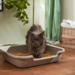 Nature's Logic All Natural Pine Unscented Non-Clumping Wood Cat Litter -Pet Supplies Store 153908 PT3. AC SS1800 V1680789625