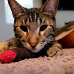 Meowijuana Catnip Cigar Cat Toy -Pet Supplies Store 156572 PT4. AC SS1800 V1631688076