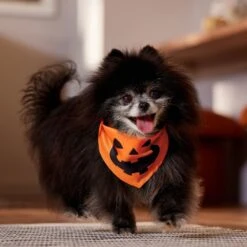 Frisco Jack O' Lantern Pumpkin Dog & Cat Bandana -Pet Supplies Store 158934 PT4. AC SS1800 V1564430535