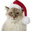 Frisco Holiday Dog & Cat Santa Hat, 1 Count -Pet Supplies Store 160054 MAIN. AC SS1800 V1663948847