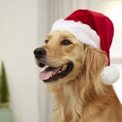 Frisco Holiday Dog & Cat Santa Hat, 1 Count 12 Frisco Holiday Dog & Cat Santa Hat, 1 Count -Pet Supplies Store 160054 PT4. AC SS1800 V1637650626