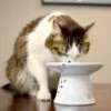 Necoichi Extra Wide Ceramic Elevated Cat Food Bowl, 2-cup 1 Necoichi Extra Wide Ceramic Elevated Cat Food Bowl, 2-cup -Pet Supplies Store 183502 MAIN. AC SS1800 V1698854493