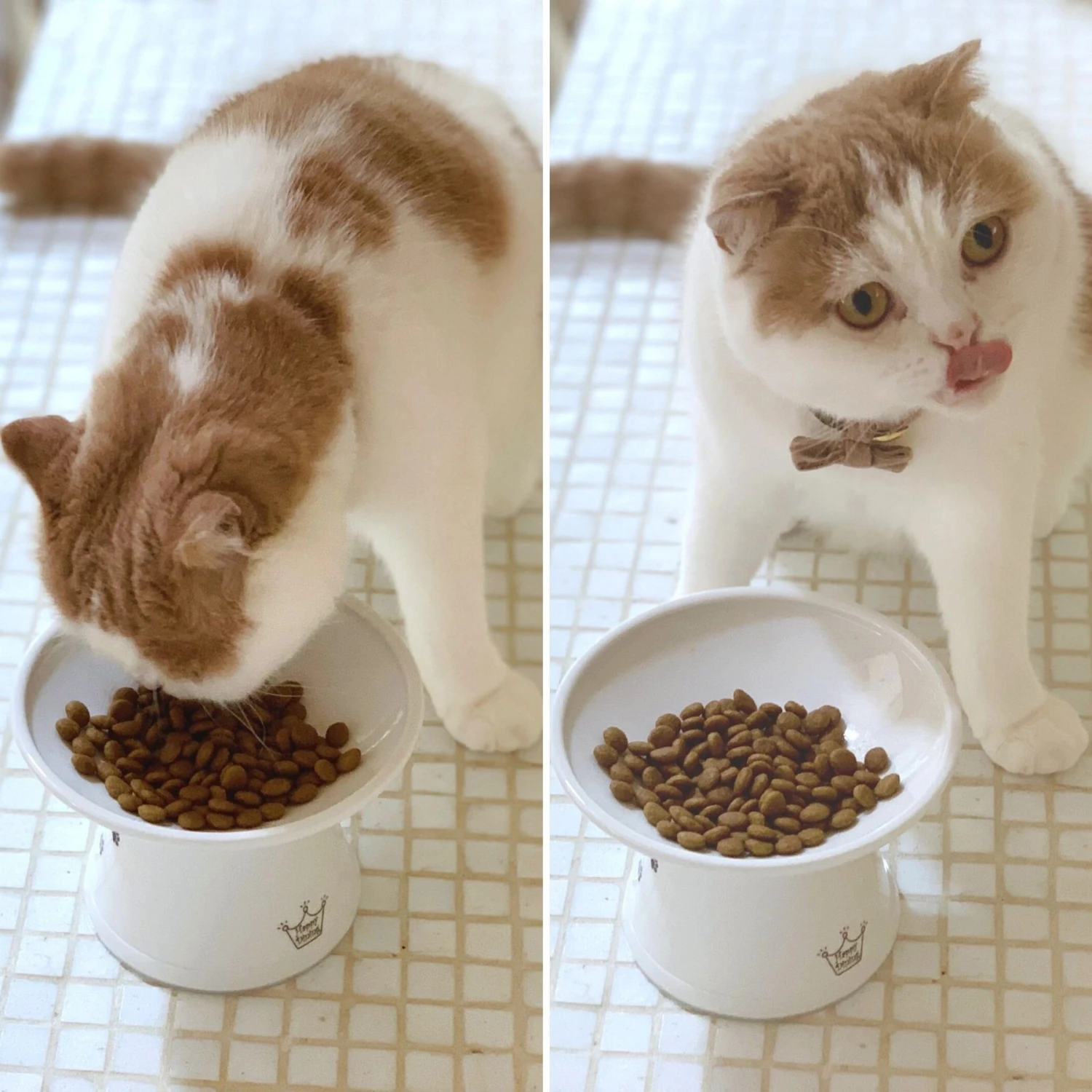 Necoichi Extra Wide Ceramic Elevated Cat Food Bowl, 2-cup 11 Necoichi Extra Wide Ceramic Elevated Cat Food Bowl, 2-cup - Image 9