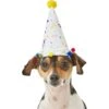 Frisco Confetti Dog & Cat Birthday Hat 2 Frisco Confetti Dog & Cat Birthday Hat -Pet Supplies Store 191274 Main. AC SS1800 V1582053295