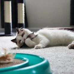 Turbo Flying Teaser Cat Toy -Pet Supplies Store 202228 PT2. AC SS1800 V1677957952