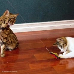 Turbo Flying Teaser Cat Toy -Pet Supplies Store 202228 PT3. AC SS1800 V1678112548