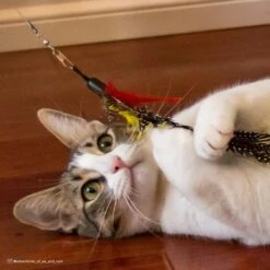 Turbo Flying Teaser Cat Toy -Pet Supplies Store 202228 PT4. AC SS1800 V1678112543