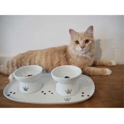Necoichi Double Dining Tray Set & Elevated Cat Bowls 19 Necoichi Double Dining Tray Set & Elevated Cat Bowls -Pet Supplies Store 230660 PT8. AC SS1800 V1631312193