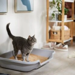 Catalyst Pet Multi-Cat Formula Cat Litter -Pet Supplies Store 241764 PT3. AC SS1800 V1680789563