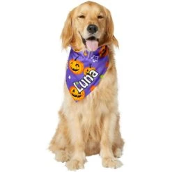 Frisco Halloween Pumpkins Personalized Dog & Cat Bandana 16 Frisco Halloween Pumpkins Personalized Dog & Cat Bandana -Pet Supplies Store 242815 PT6. AC SS1800 V1618509475