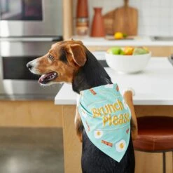 Frisco Brunch Please Dog & Cat Bandana -Pet Supplies Store 249207 PT5. AC SS1800 V1696597732