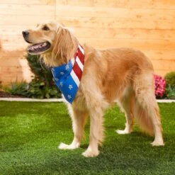 Frisco Stars & Stripes Dog & Cat Bandana -Pet Supplies Store 249329 PT5. AC SS1800 V1632433280