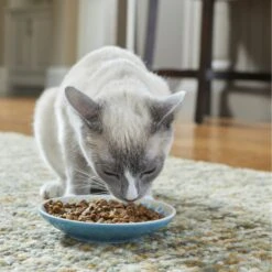 Frisco Kaleidoscope Pattern Non-skid Ceramic Cat Dish -Pet Supplies Store 256092 PT2. AC SS1800 V1616167031