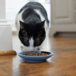 Frisco Cat Face Non-skid Ceramic Cat Dish, Blue -Pet Supplies Store 256101 PT3. AC SS1800 V1617130591