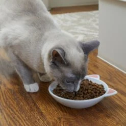 Frisco Cat Face Non-skid Ceramic Cat Dish 9 Frisco Cat Face Non-skid Ceramic Cat Dish -Pet Supplies Store 256105 PT2. AC SS1800 V1615310882