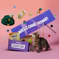 Goody Box Kitten Toys & Treats -Pet Supplies Store 258991 PT2. AC SS1800 V1657656401