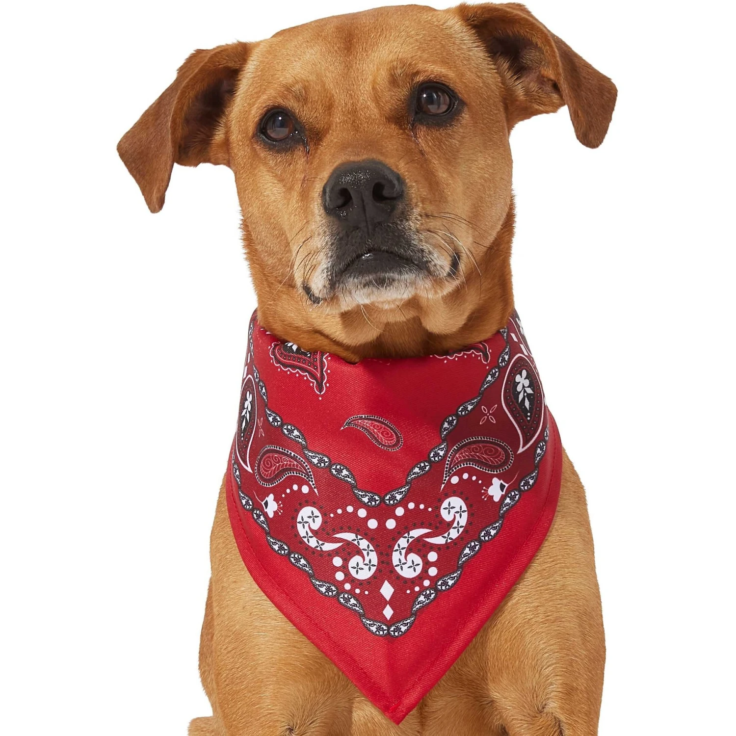 Frisco Red Paisley Dog & Cat Bandana 5 Frisco Red Paisley Dog & Cat Bandana - Image 3
