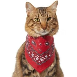 Frisco Red Paisley Dog & Cat Bandana 13 Frisco Red Paisley Dog & Cat Bandana -Pet Supplies Store 267919 PT3. AC SS1800 V1637652719