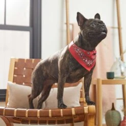 Frisco Red Paisley Dog & Cat Bandana 15 Frisco Red Paisley Dog & Cat Bandana -Pet Supplies Store 267919 PT5. AC SS1800 V1637687581