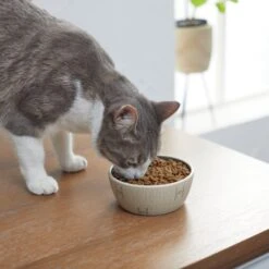 STAR WARS Tie Fighter No-Skid Ceramic Cat Bowl 9 STAR WARS Tie Fighter No-Skid Ceramic Cat Bowl -Pet Supplies Store 280654 PT3. AC SS1800 V1629986947