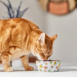 Disney Princesses Non-Skid Ceramic Cat Bowl 9 Disney Princesses Non-Skid Ceramic Cat Bowl -Pet Supplies Store 291395 PT3. AC SS1800 V1633979293