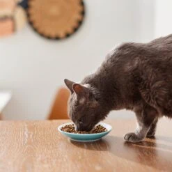 Pixar Finding Nemo Non-Skid Ceramic Cat Dish -Pet Supplies Store 291405 PT3. AC SS1800 V1633980066