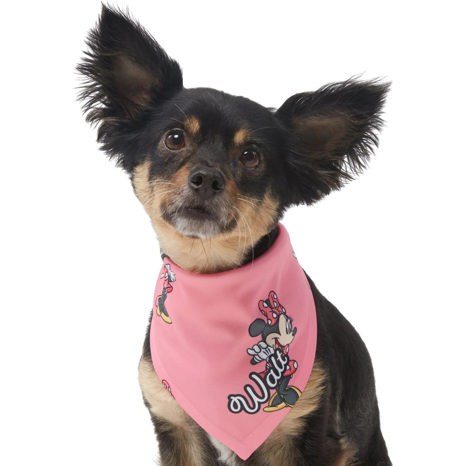Disney Minnie Mouse Golden Days Personalized Dog & Cat Bandana 9 Disney Minnie Mouse Golden Days Personalized Dog & Cat Bandana - Image 7