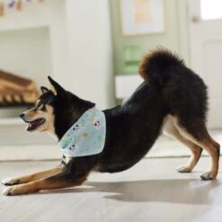 STAR WARS STORMTROOPER Easter Bunnies Dog & Cat Bandana 14 STAR WARS STORMTROOPER Easter Bunnies Dog & Cat Bandana -Pet Supplies Store 297564 PT5. AC SS1800 V1640712773