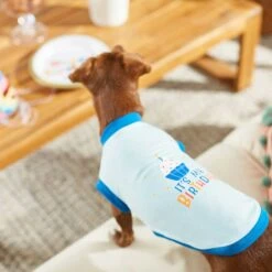 Frisco Happy Birthday Dog & Cat Crown & Frisco It's My Birthday & Cat T-Shirt 18 Frisco Happy Birthday Dog & Cat Crown & Frisco It's My Birthday & Cat T-Shirt -Pet Supplies Store 302470 PT7. AC SS1800 V1623037657