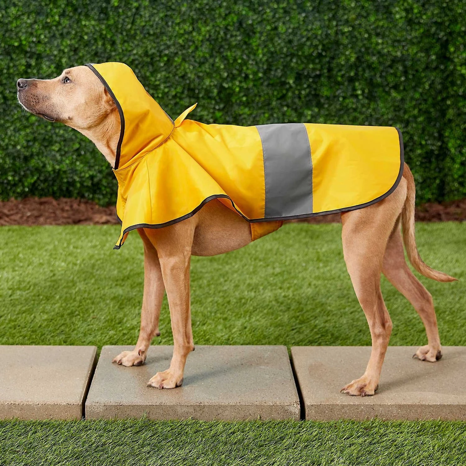 Frisco Lightweight Rainy Days Dog Raincoat & Frisco Lightweight Clear Vinyl Dog Raincoat 7 Frisco Lightweight Rainy Days Dog Raincoat & Frisco Lightweight Clear Vinyl Dog Raincoat - Image 5