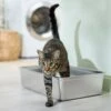 Frisco Stainless Steel Cat Litter Box 1 Frisco Stainless Steel Cat Litter Box -Pet Supplies Store 309857 MAIN. AC SS1800 V1675279582
