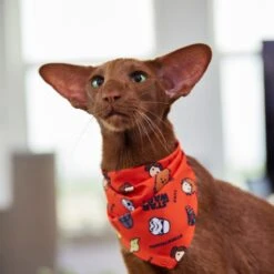 STAR WARS Pictogram Dog & Cat Bandana 15 STAR WARS Pictogram Dog & Cat Bandana -Pet Supplies Store 311873 PT8. AC SS1800 V1643322232