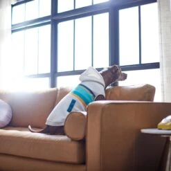 Frisco Striped Dog & Cat Hoodie 15 Frisco Striped Dog & Cat Hoodie -Pet Supplies Store 312265 PT8. AC SS1800 V1644884817