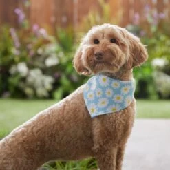 Frisco Daisy Dog & Cat Bandana 15 Frisco Daisy Dog & Cat Bandana -Pet Supplies Store 312303 PT5. AC SS1800 V1673304453