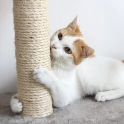 Pet Adobe 19.25-in Polyester Cat Scratching Post With Toys 13 Pet Adobe 19.25-in Polyester Cat Scratching Post With Toys -Pet Supplies Store 314975 PT4. AC SS1800 V1626390375